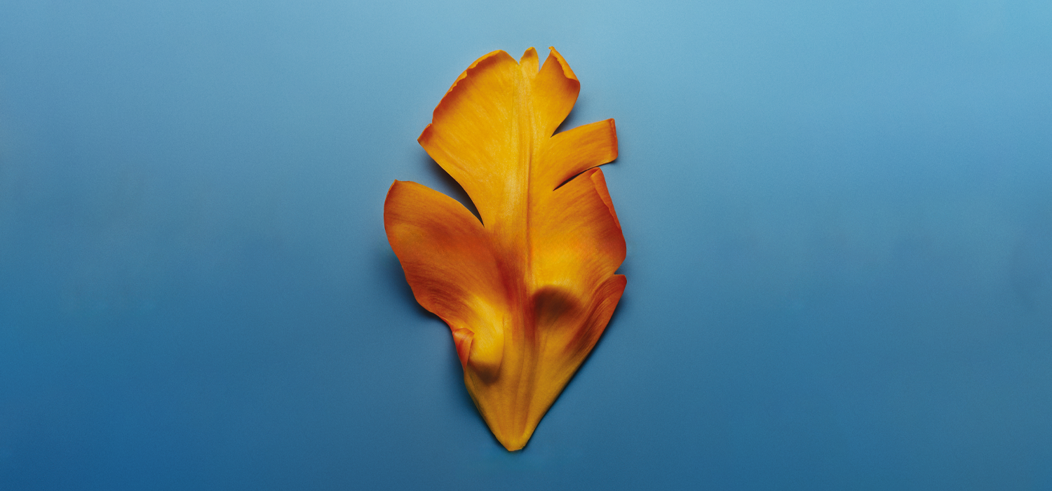 Orange flower petal placed on a blue background, representing materiality, fragility, and sensory design in Salone del Mobile’s A Matter of Salone 2026 campaign.